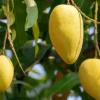 MANGO TREES - آم - FRUIT TREES
