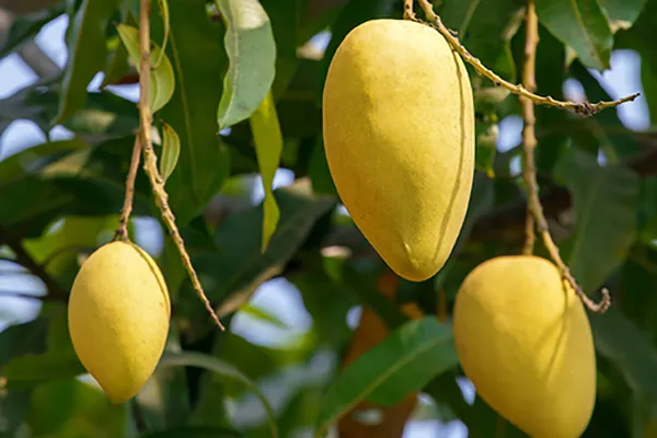 MANGO TREES - آم - FRUIT TREES
