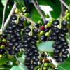 JAVA PLUM – JAMUN – WHOLE SALE