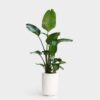 Bird of Paradise - Indoor Plant