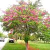 Cassia javanica - Cassia Nodosa- pink shower کاسیا نودوسا