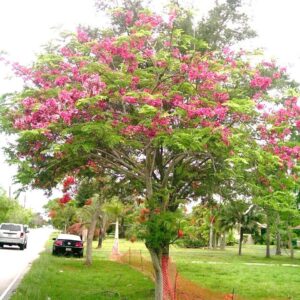 Cassia javanica - Cassia Nodosa- pink shower کاسیا نودوسا