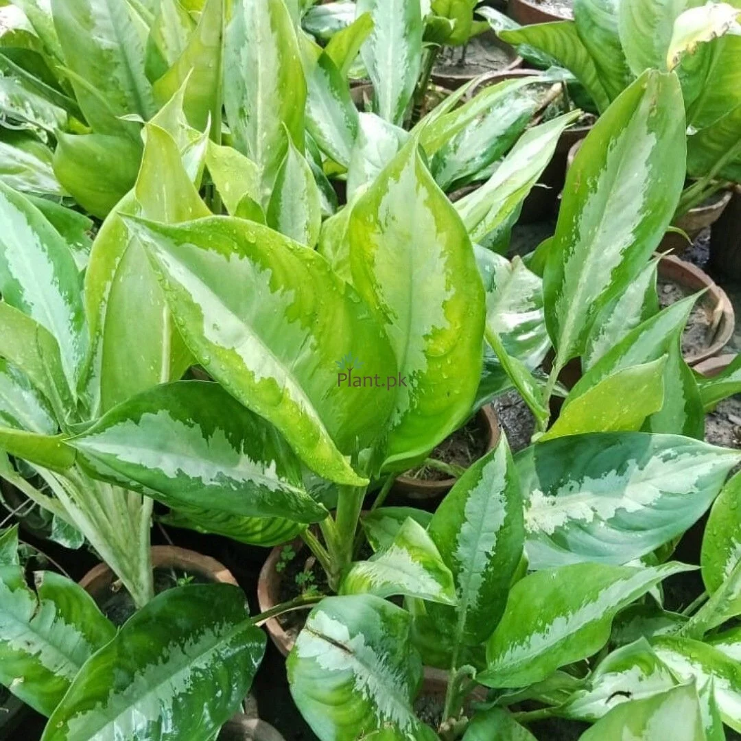 AGLAONEMA – OFFICE PLANT