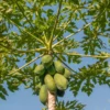 Papaya Plant - Fruit plant