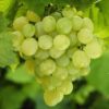 Grapes- Superior Seedless
