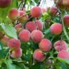 Peach Florida Prince
