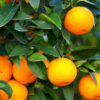 ORANGE TREE - مالٹا - FRUIT TREE