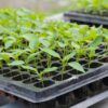 Seedling Tray Hydroponic