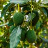 Avocado Plant