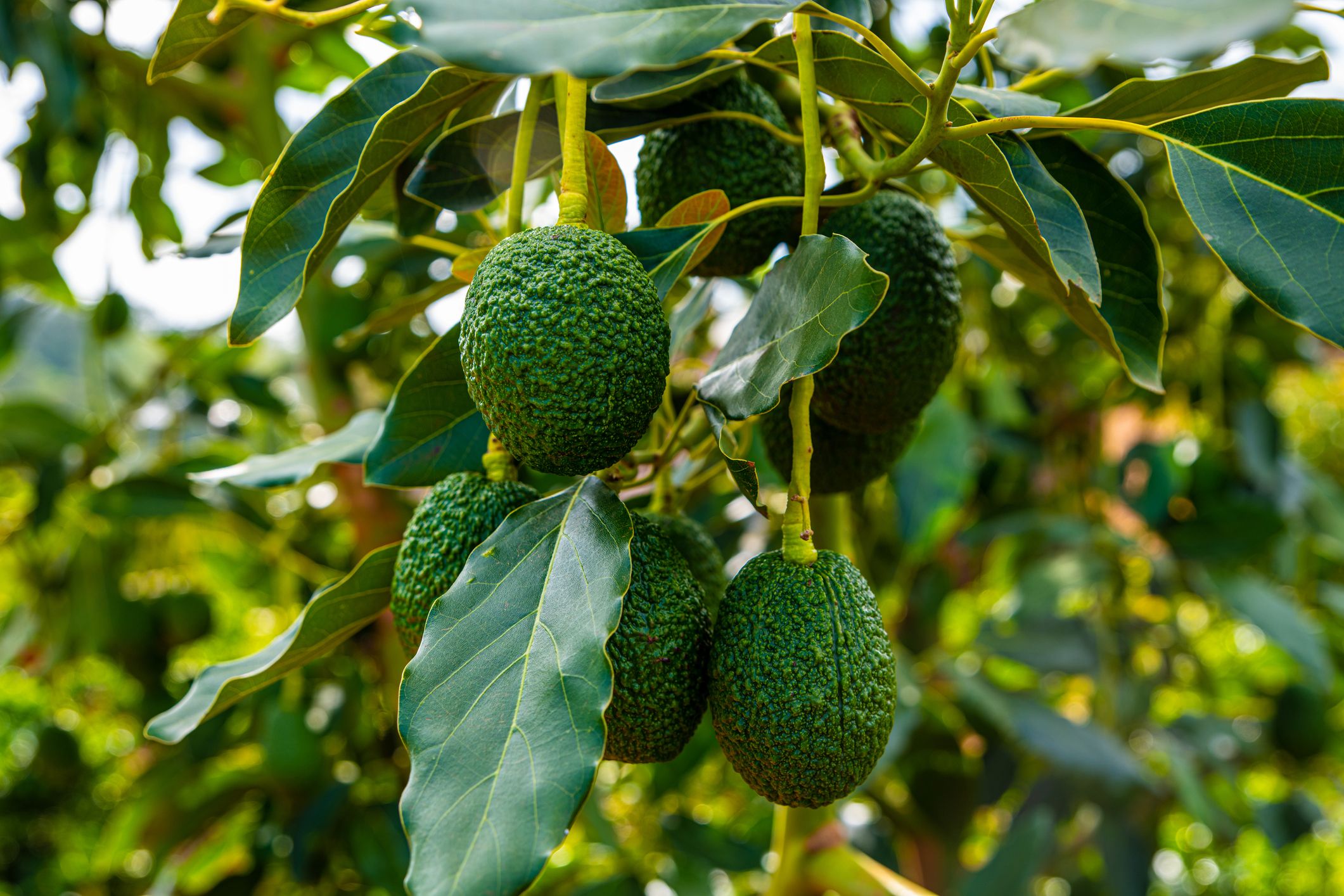 Avocado Plant