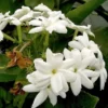 Motia - Arabian jasmine - موتیا