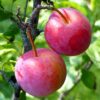 PLUM TREE - آلو بخارا - FRUIT TREE