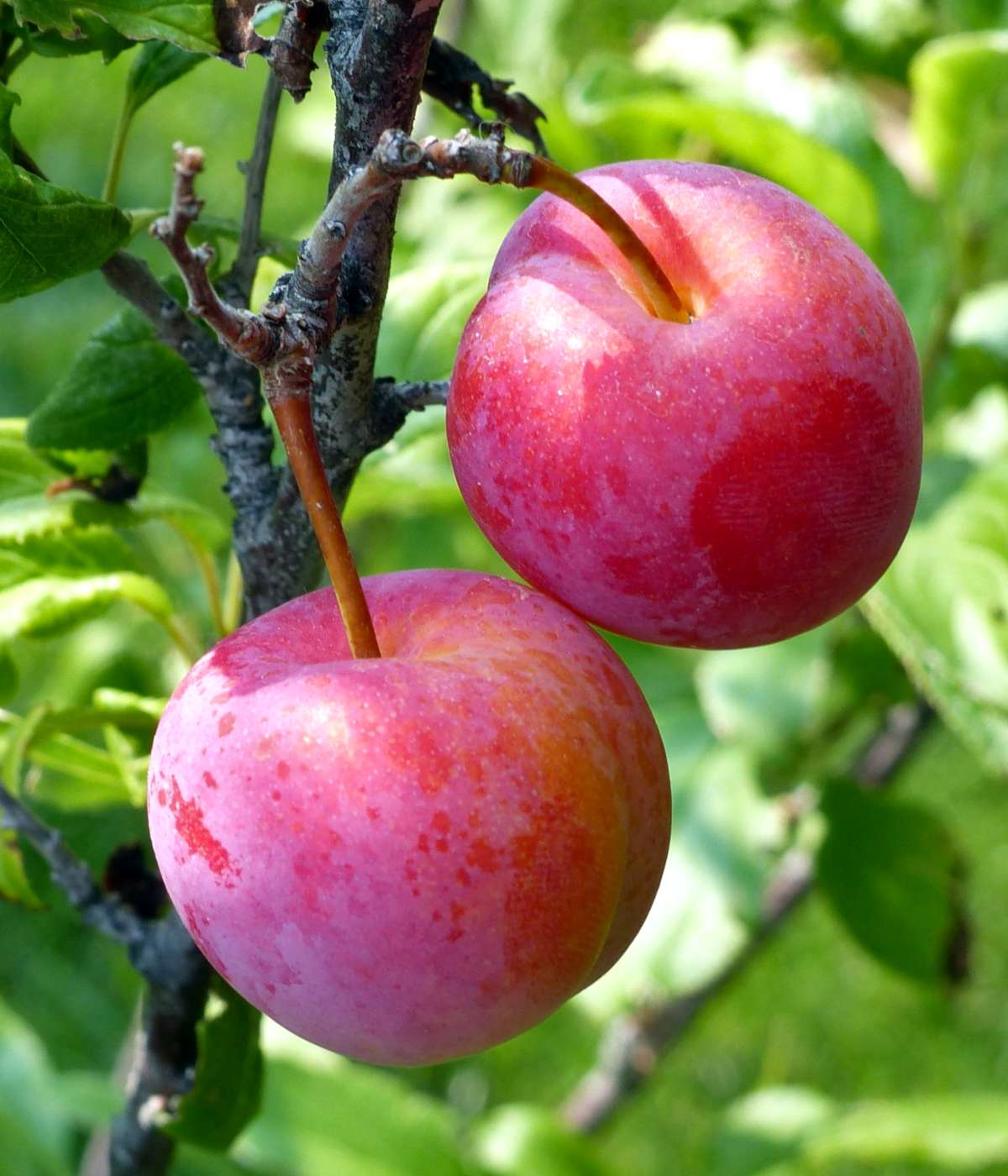 PLUM TREE - آلو بخارا - FRUIT TREE