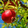 POMEGRANATE TREE - انار - FRUIT TREE