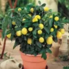 LEMON  - لیموں - FRUIT PLANTS