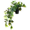 Ivy Leaf - سدا بہار آئیوی بیل