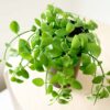 Ant Plant