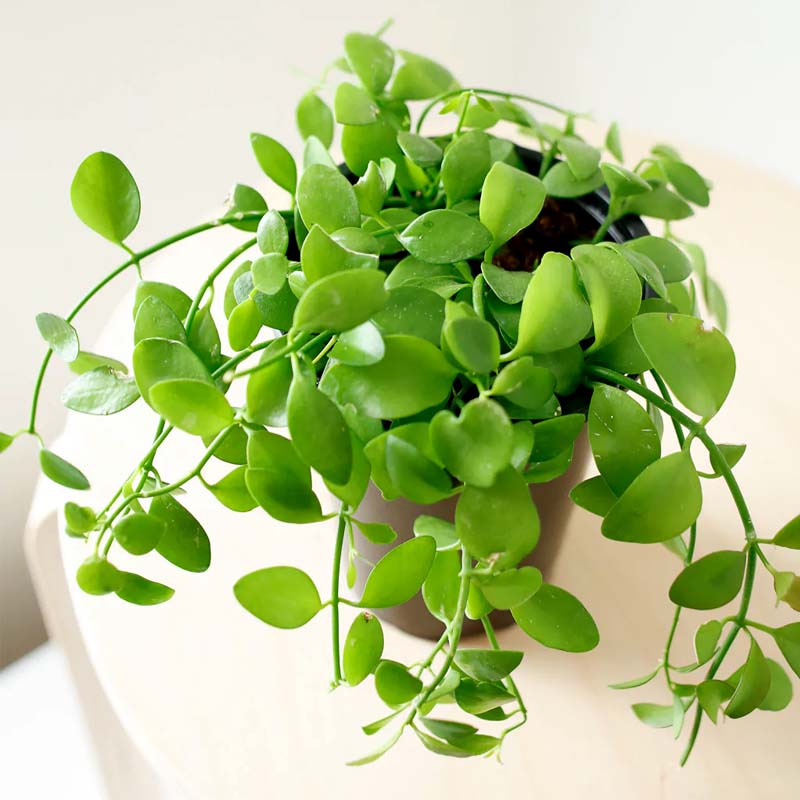 Ant Plant
