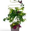 Bouganvillea Vine - بو گن ویلیا بیل