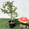 Butterfly Pea