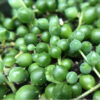 String Of Pearls  - سڑنگ آف پرل