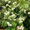 Clerodendrum - بلیڈنگ ہارٹ بیل