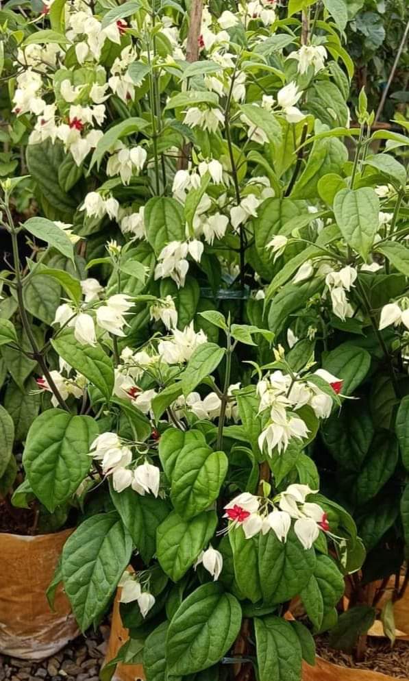 Clerodendrum - بلیڈنگ ہارٹ بیل