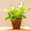 Bird’s-Nest Fern - Asplenium nidus
