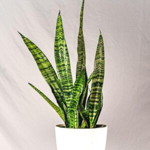 Snake Plant - سنیک پلانٹ