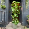 Money Plant - Epipremnum Aureum