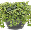 English ivy - Hedera