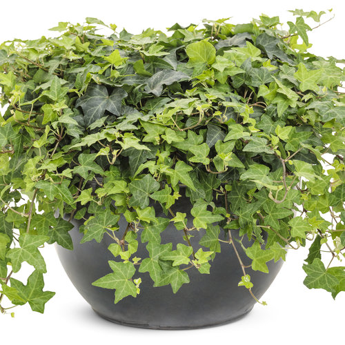 English ivy - Hedera