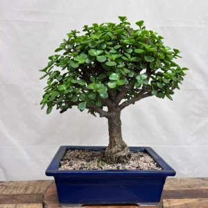 Dwarf Jade Bonsai - جیڈ بو نسائی