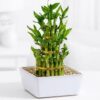 Lucky Bamboo - Curly Bamboo - Chinese Bamboo