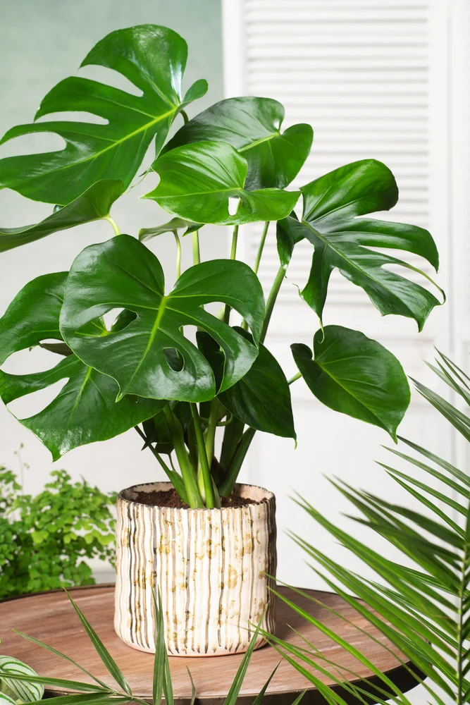 Swiss Cheese Plant - مونسٹیرا