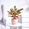 Aglaonema Plant – Chinese Evergreen | اگلونیمہ پودا | Air Purifying Indoor Plant Aglaonema commutatum online in pakistan