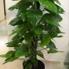 Money Plant (Big Leaf Variety) Epipremnum aureum منی پلانٹ (بڑے پتے والا) Giant/Glacier/Marble Queen Variant