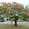 Cassia nodosa – Pink Shower Tree | Flowering Ornamental Tree for Garden & Landscape