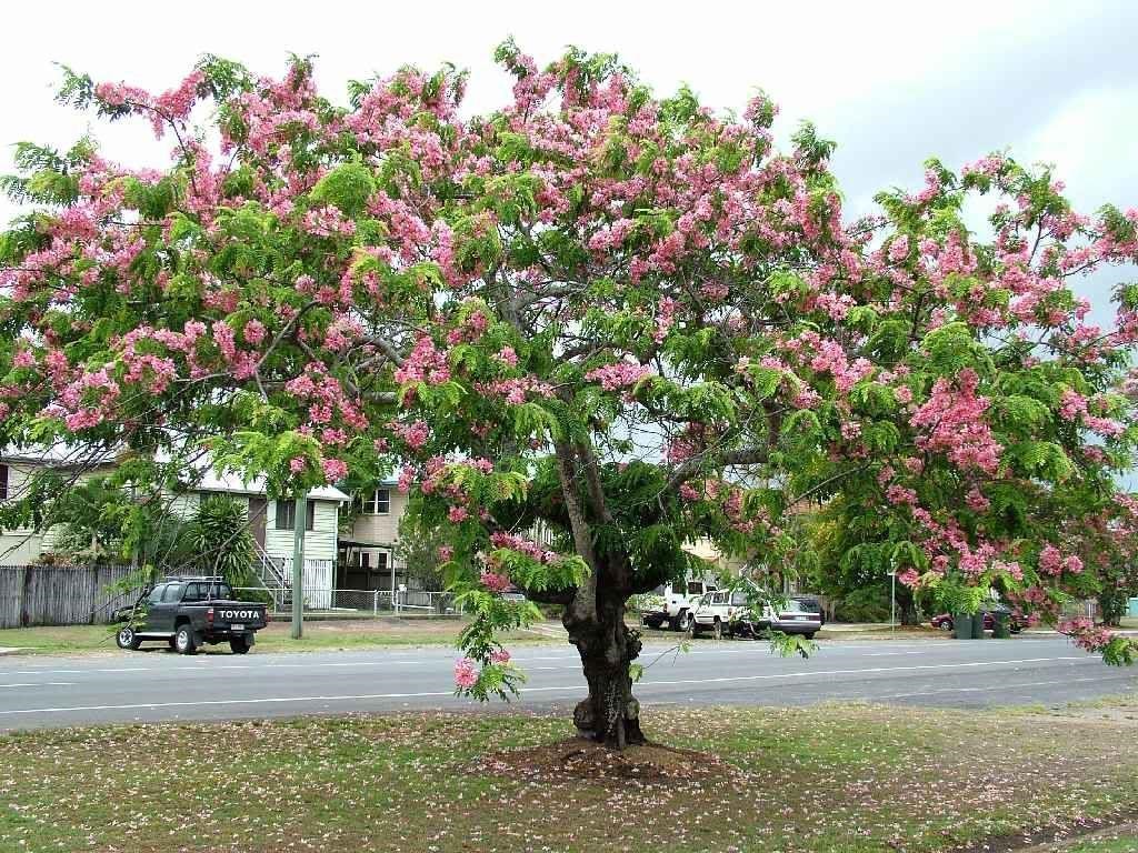 Cassia nodosa – Pink Shower Tree | Flowering Ornamental Tree for Garden & Landscape