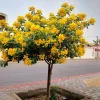 Cassia Glauca (Senna surattensis) – Yellow Blooming Ornamental Tree for Garden order online