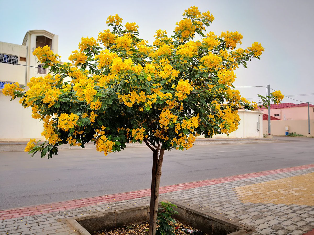 Cassia Glauca (Senna surattensis) – Yellow Blooming Ornamental Tree for Garden order online