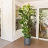 Fiddle Leaf Fig Plant – Ficus Lyrata | Indoor Air Purifier Plant فیڈل لیف فگ پودا