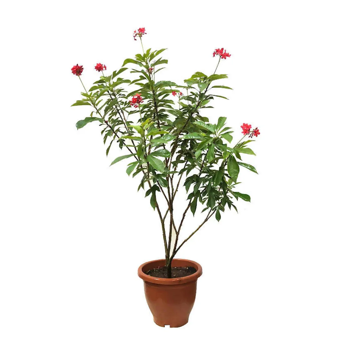 Jatropha Plant جٹروفا – Biofuel Tree for Dry Lands | Low-Maintenance Fencing & Energy Plant