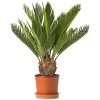 Kangi Palm (Sago Palm)  کنگی پام – Cycas revoluta | Buy online in pakistan with plantseller.pk