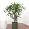 Lady Palm Plant – Rhapis excelsa | لیڈی پام پودا | Indoor Air Purifying Plant for Home & Office in Pakistan