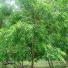 Neem Plant (Azadirachta indica) نِیم – Anti-Bacterial Herbal Tree | Neem Tree for Home & Garden Use