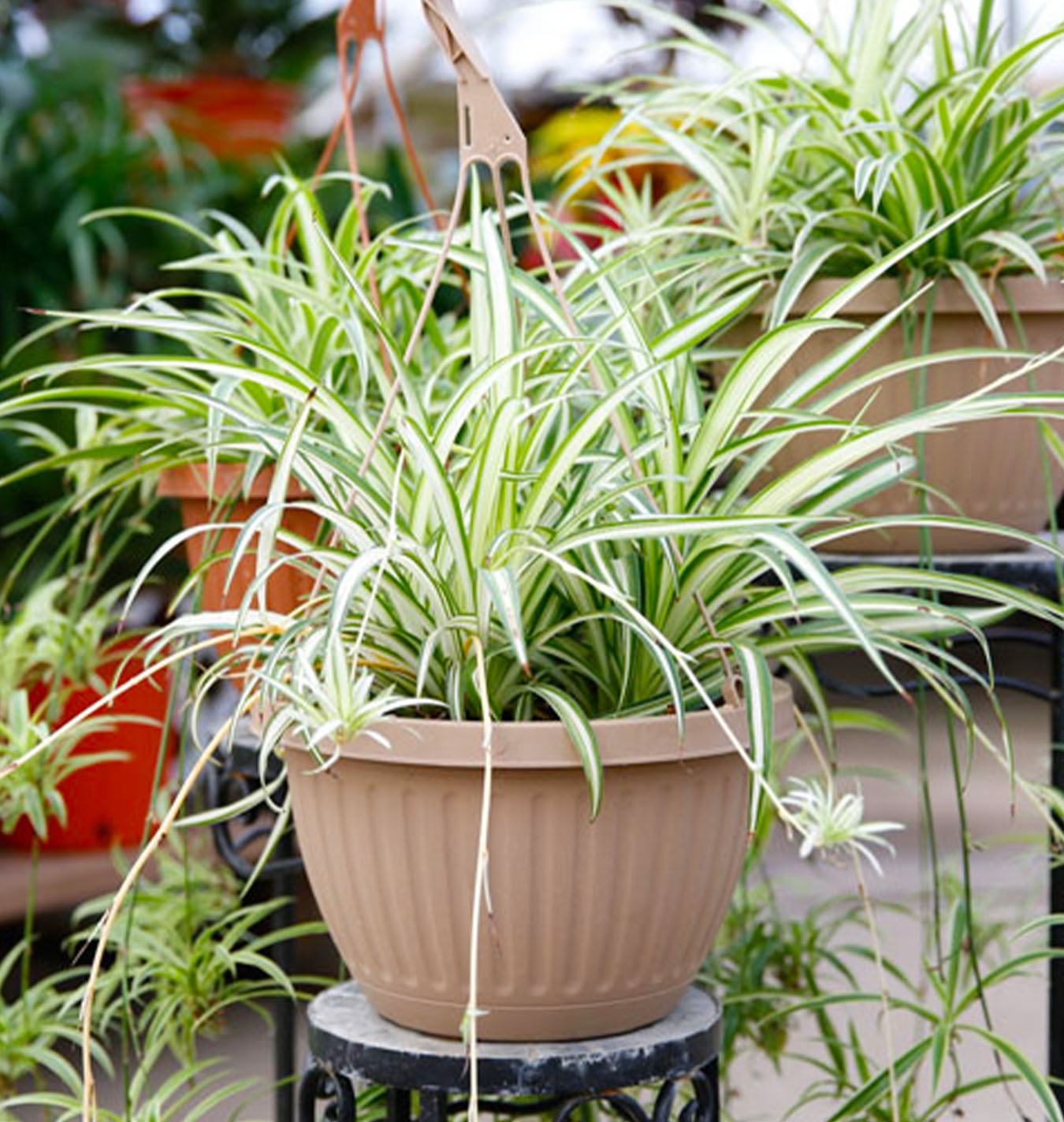 Spider Plant  Chlorophytum comosum |   | Air-Purifying Indoor  Plant for Home & Office  Plantseller.pk: Online Plant Shop with Gardening  Service