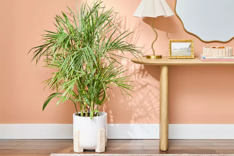 Buy Bamboo Palm (Chamaedorea seifrizii) | بانس پام – Elegant Indoor Air-Purifying Plant in Pakistan