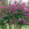 Lagerstroemia Plants– Crape Myrtle (Lagerstroemia indica) Trees & Shrubs Red Pink White Buy Online