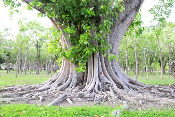 Peeple Plant پیپل (Ficus religiosa) – Sacred Fig Tree | Shade & Air-Purifying Tree for Outdoors
